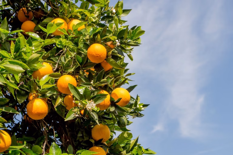 O bairro que era um laranjal: a história da Festa da Laranja
