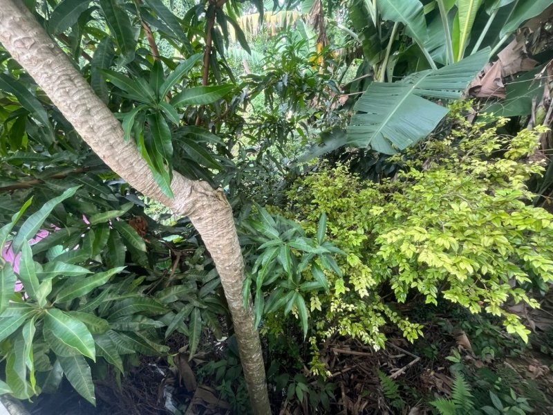 Casa 4 quartos no Carvoeira em Florianópolis - Foto 22
